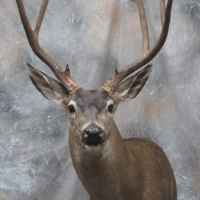 California B zone Blacktail buck - Semi-up, looking left, ears relaxed