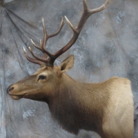 California Tule Elk - 