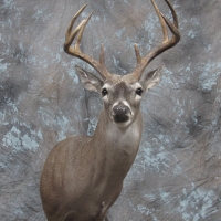 South Texas Whitetail 8 point buck - Semi-upright, looking right, ears relaxed