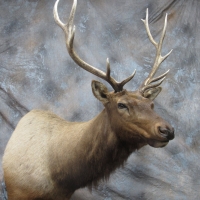 Colorado Rocky Mountain Bull Elk - 