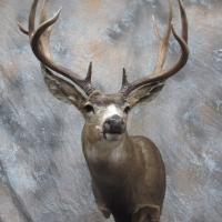 Colorado Mule deer - Semi-sneak, looking left, ears relaxed