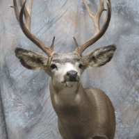 Wyoming mule deer - Semi-snaek, looking left, alert