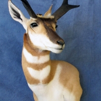 New Mexico Antelope - wall mount, upright, looking left, ears relaxed