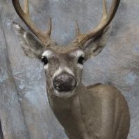 Arizona Coues deer - semi-sneak, looking left, ears relaxed