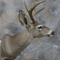 Arizona Coues deer - semi-sneak, looking left, ears relaxed