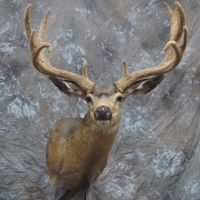 NV mule deer - Semi-sneak, looking right, relaxed ears