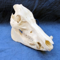 Skull Cleaning Taxidermy Services