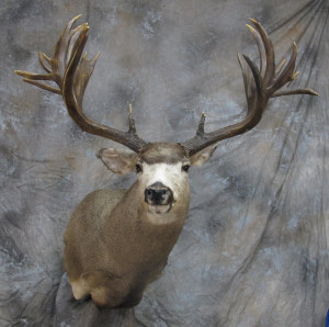 02 - 1950 California mule deer - Modoc 300 B&C #3 state - 40 inch outside spread