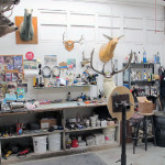 Taxidermy Services image