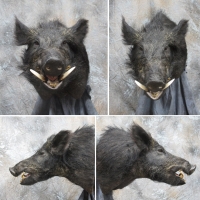 California wild hog - Monterey County