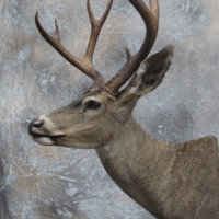 California Blacktail - semi-up, looking left, relaxed ears.