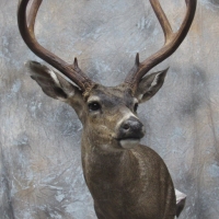 California Blacktail - semi-up, looking left, relaxed ears.
