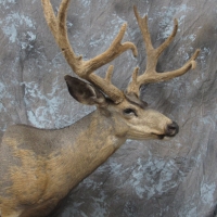 NV mule deer - Semi-sneak, looking right, relaxed ears