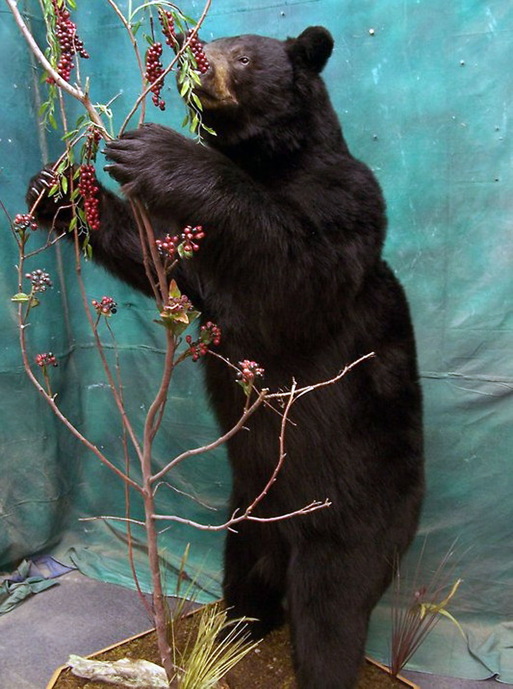 black-bear-2