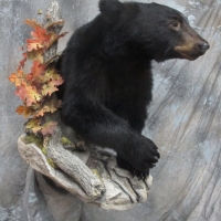Northern California black bear - walking / wall display