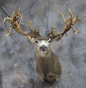California Record Mule Deer | Mounts Unlimited Taxidermy