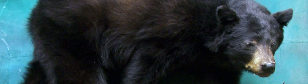 Life Size | Museum Quality Taxidermy Life Size | Museum Quality Taxidermy
