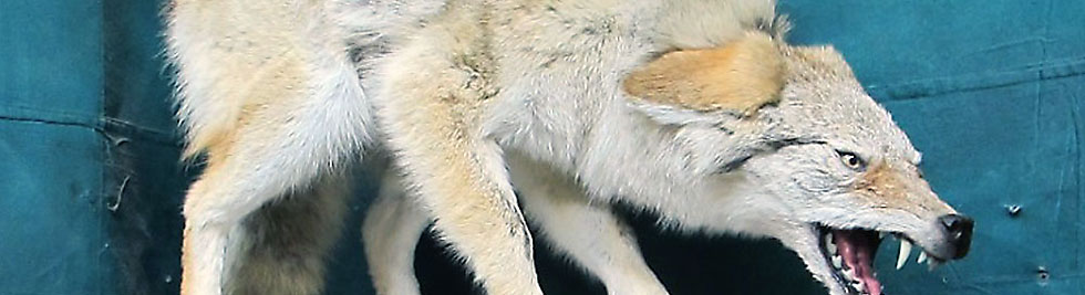 Life Size | Museum Quality Taxidermy Life Size | Museum Quality Taxidermy