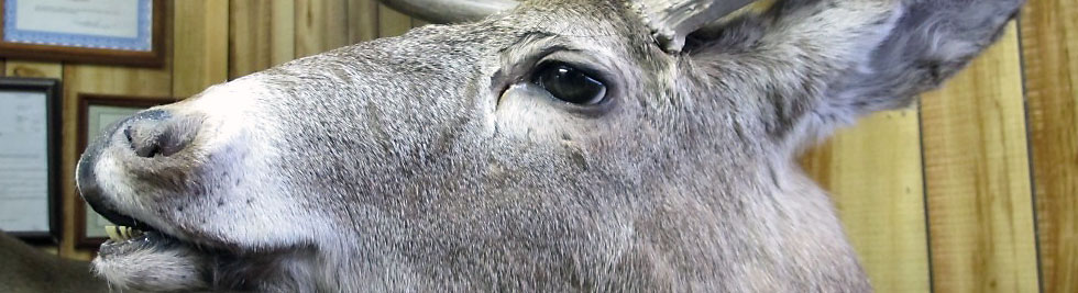 Game Heads | Museum Quality Taxidermy Game Heads | Museum Quality Taxidermy